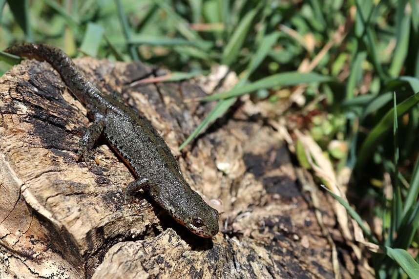 Natur pur erleben im Teichthal