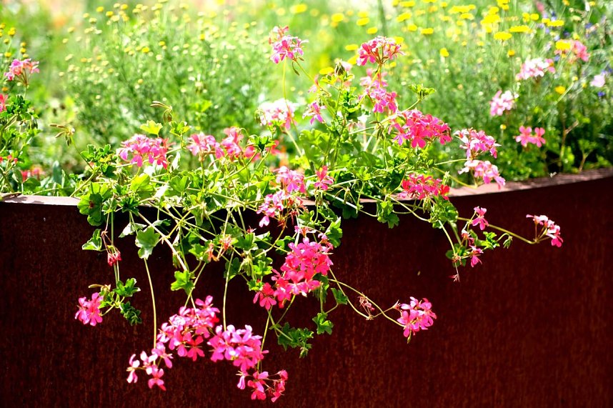 Entdeckungen auf dem Nordh&auml;user Petersberg