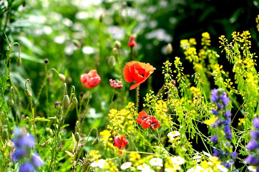 Entdeckungen auf dem Nordh&auml;user Petersberg