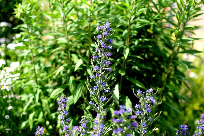 Entdeckungen auf dem Nordh&auml;user Petersberg