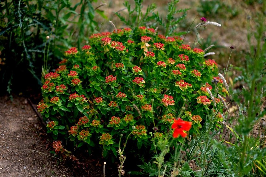 Entdeckungen auf dem Nordh&auml;user Petersberg