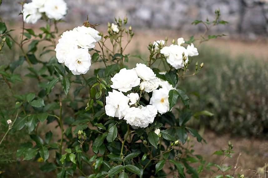 Entdeckungen auf dem Nordh&auml;user Petersberg