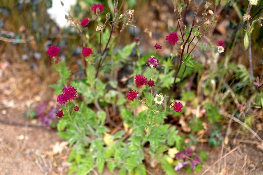 Entdeckungen auf dem Nordh&auml;user Petersberg