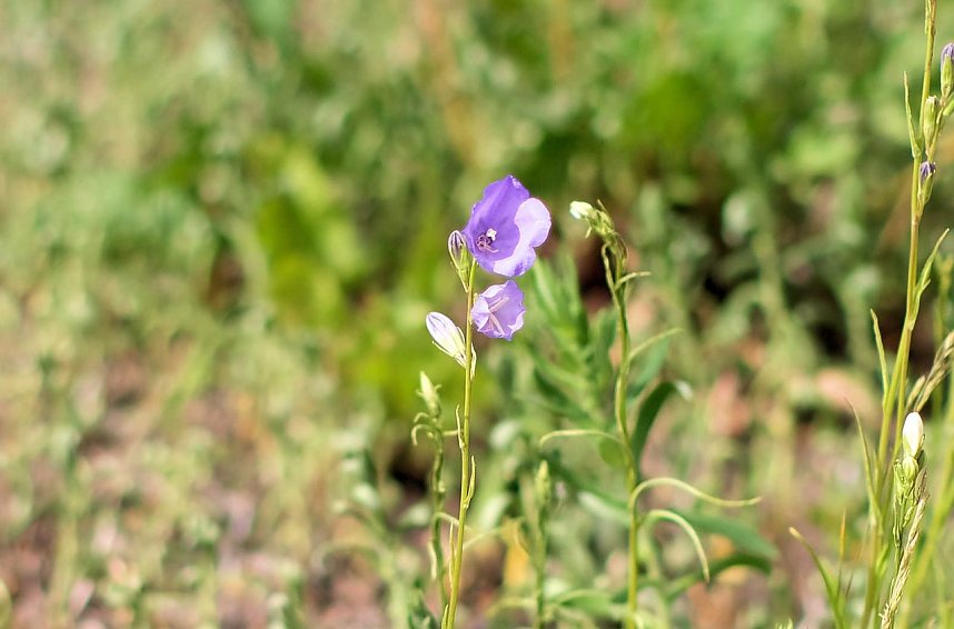Entdeckungen auf dem Nordh&auml;user Petersberg