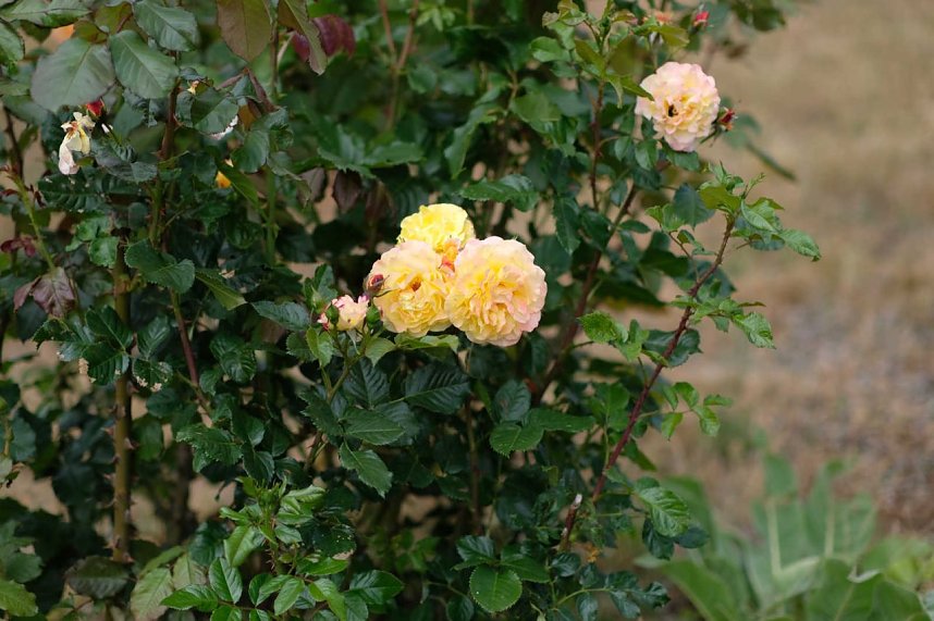 Entdeckungen auf dem Nordh&auml;user Petersberg