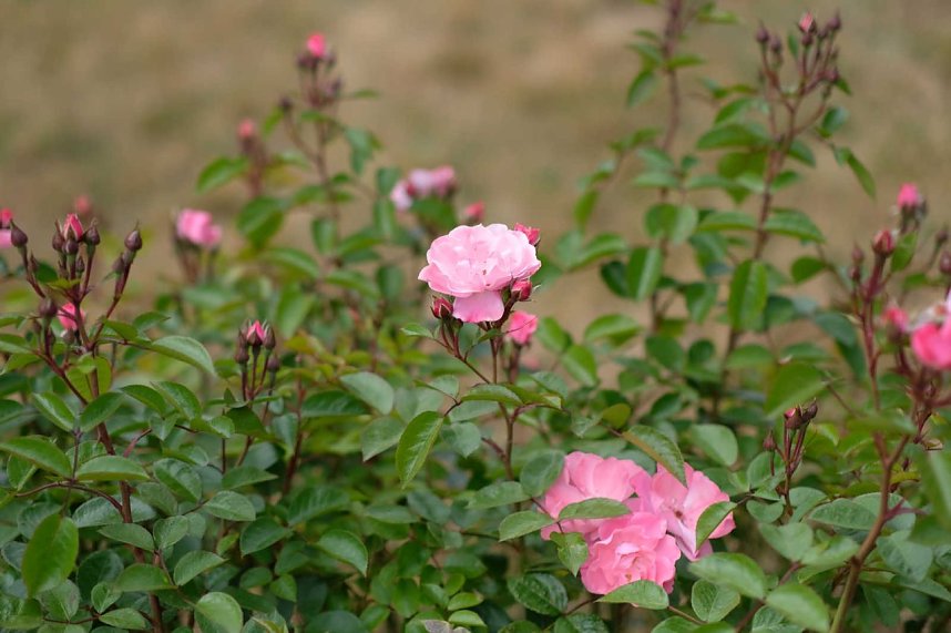 Entdeckungen auf dem Nordh&auml;user Petersberg