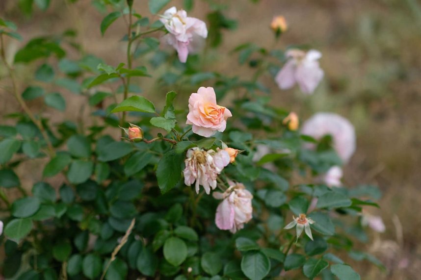 Entdeckungen auf dem Nordh&auml;user Petersberg