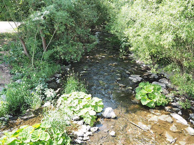 Auf dem Feuersalamanderpfad