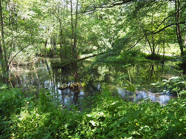 Auf dem Feuersalamanderpfad
