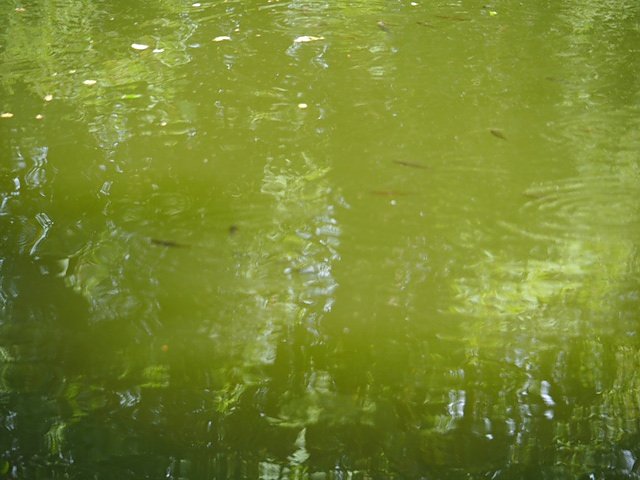 Auf dem Feuersalamanderpfad