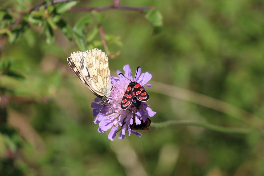 botanische Wanderung vor der eigenen Haust&uuml;r