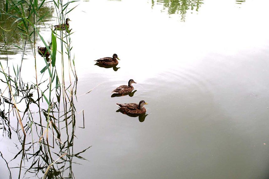Peter Blei unterwegs an der Salzaquelle