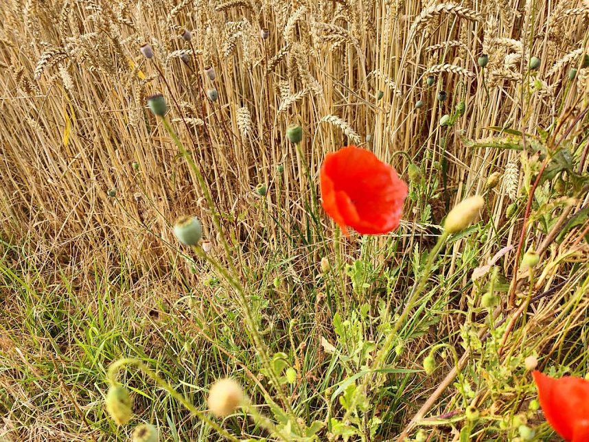 Peter Blei unterwegs an der Kelle