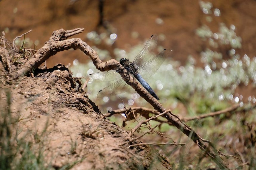 Peter Blei unterwegs in Liebenrode