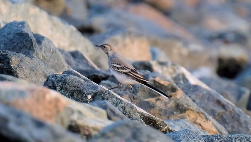 Abendstimmung am Stausee Kelbra