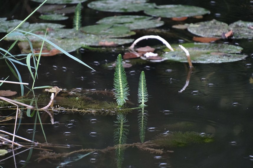 Am ehemaligen Waldbad Urbach 