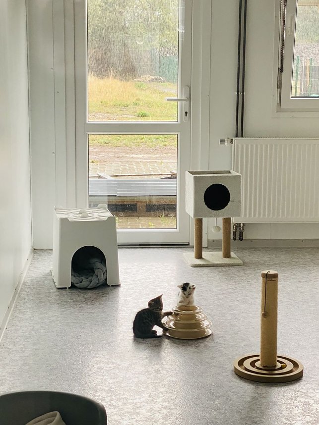 Tierheimfest in Nordhausen