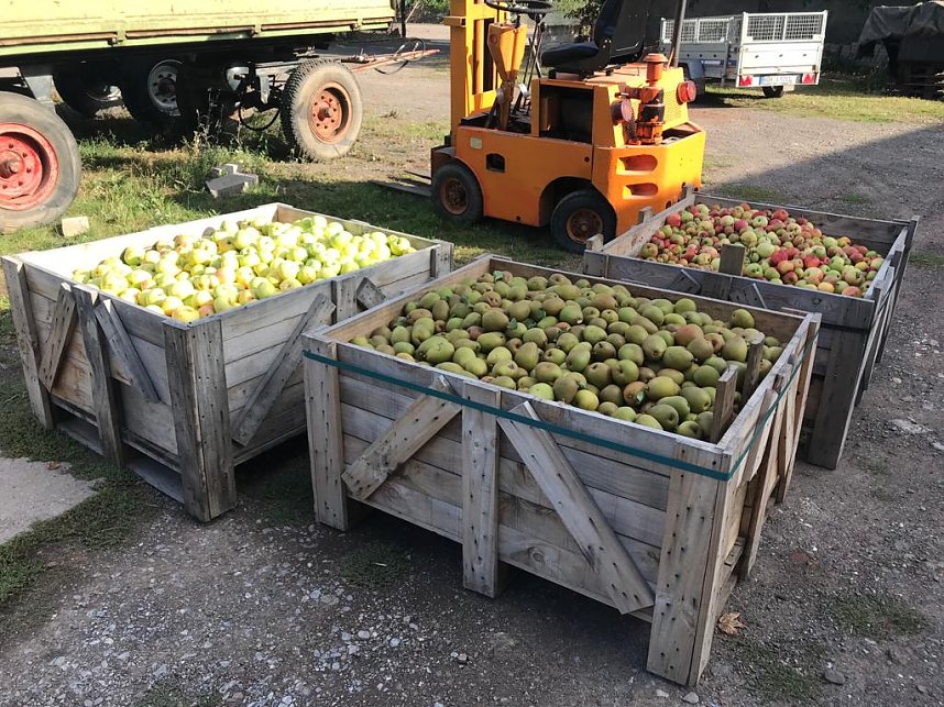 Harztor-Bauhof sammelt knapp 2000 Kilogramm Obst f&uuml;r Kita-Saft 