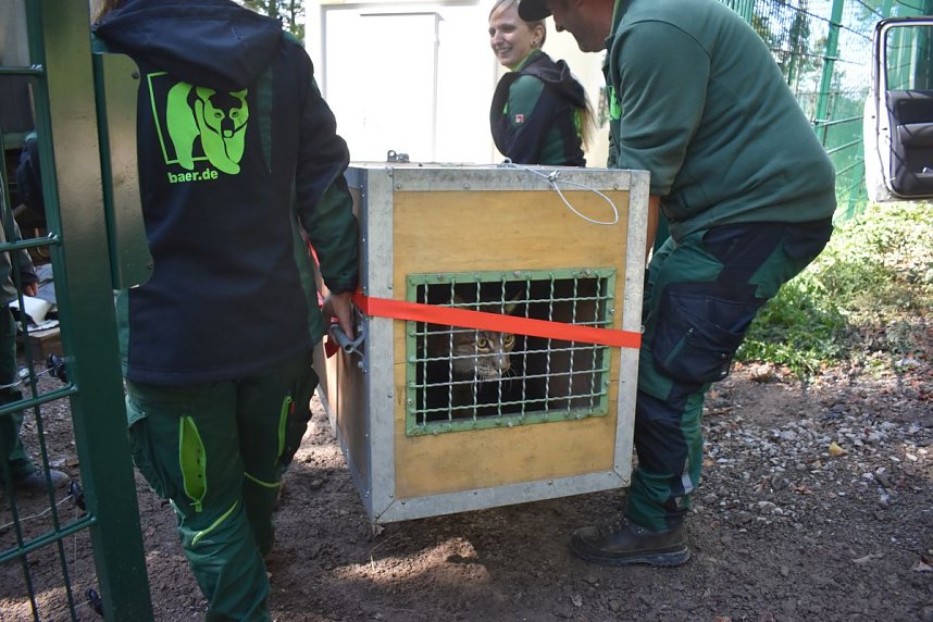 Neuank&ouml;mmling im B&auml;renpark