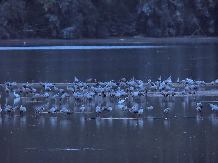 Die Kraniche sind zur&uuml;ck