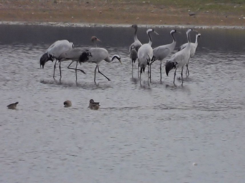 Die Kraniche sind zur&uuml;ck