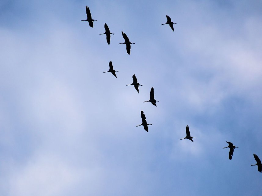 Peter Blei unter Kranichen