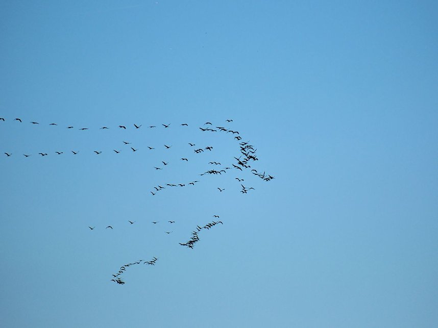 Peter Blei unter Kranichen