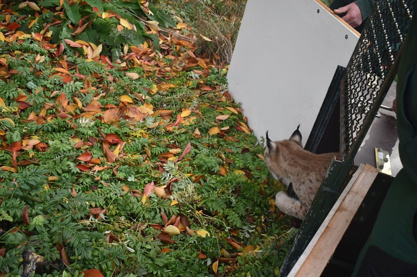 Mit Elba ist der zweite "Waldgeist" im B&auml;renpark eingezogen