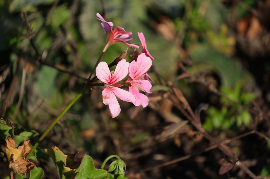 Impressionen vom Nordh&auml;user Petersberg