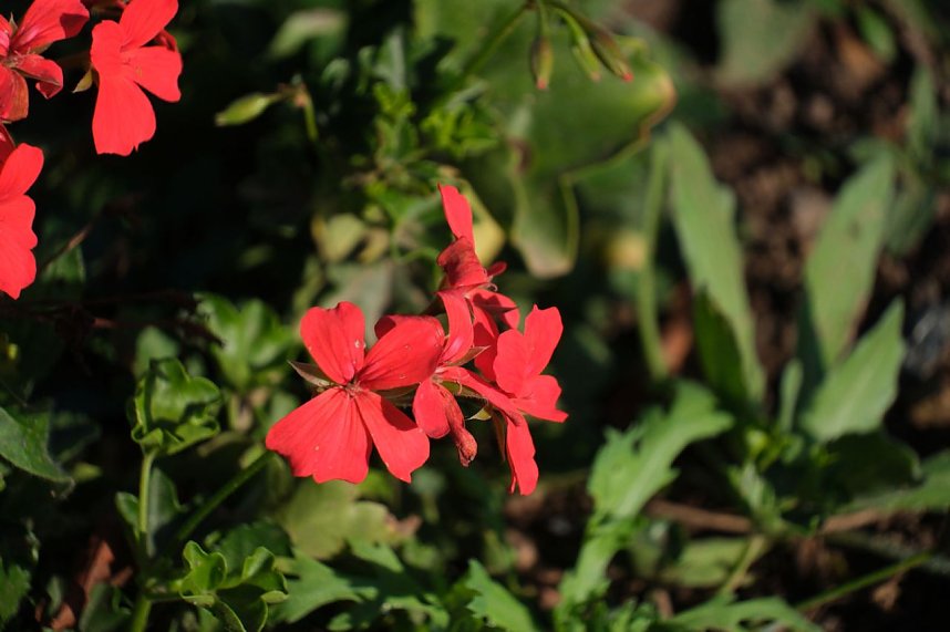 Impressionen vom Nordh&auml;user Petersberg