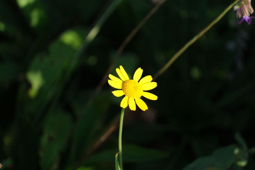 Impressionen vom Nordh&auml;user Petersberg