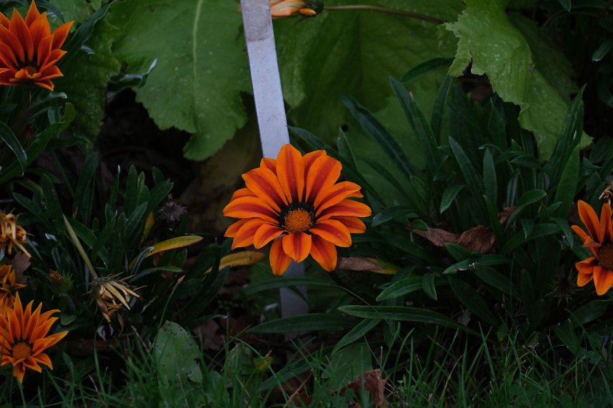 Saisonabschluss im Rosarium