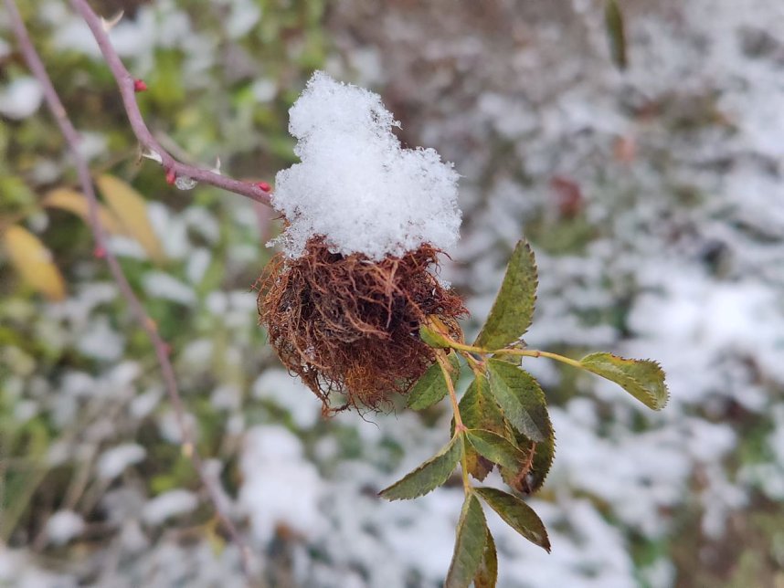 Impressionen am dritten Advent