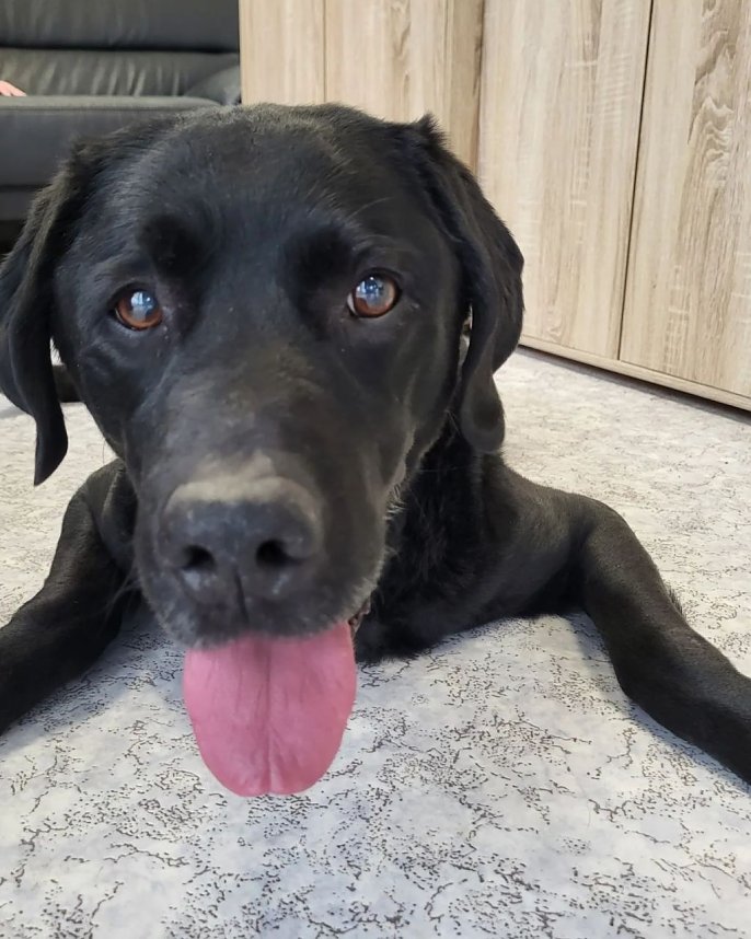 Labrador-R&uuml;de Ringo