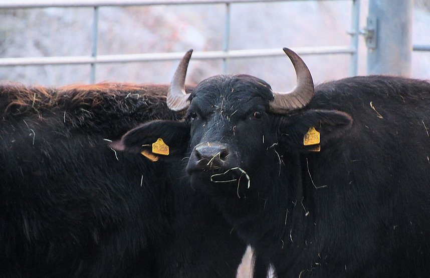 Naturwunder in der Windl&uuml;cke