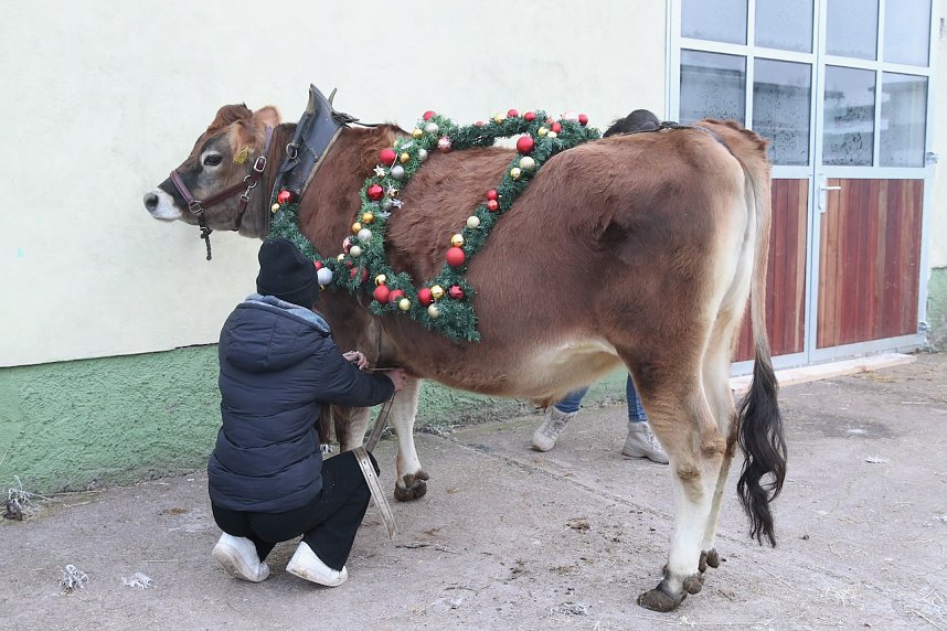 Wenn der Weihnachtsochse�durch die D&ouml;rfer zieht