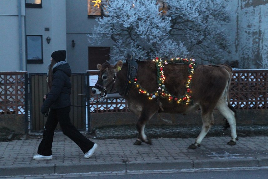 Wenn der Weihnachtsochse�durch die D&ouml;rfer zieht