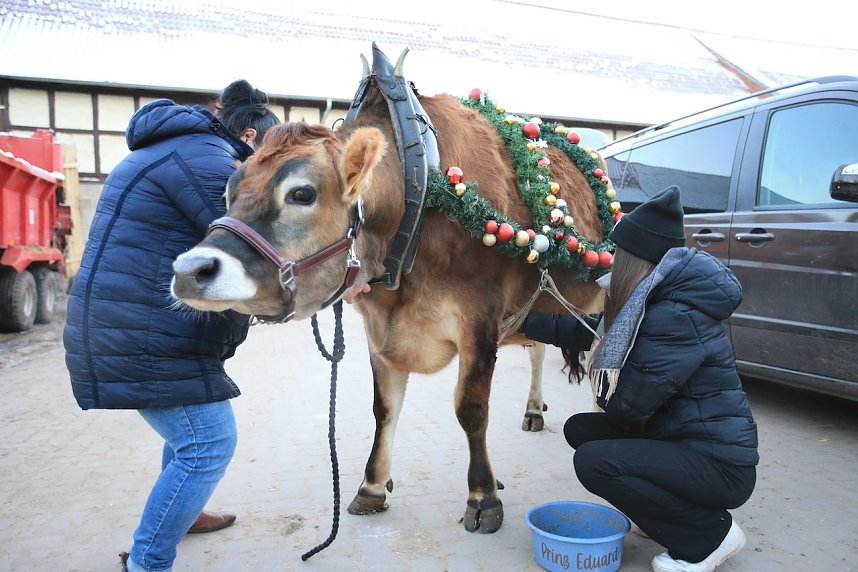 Wenn der Weihnachtsochse�durch die D&ouml;rfer zieht