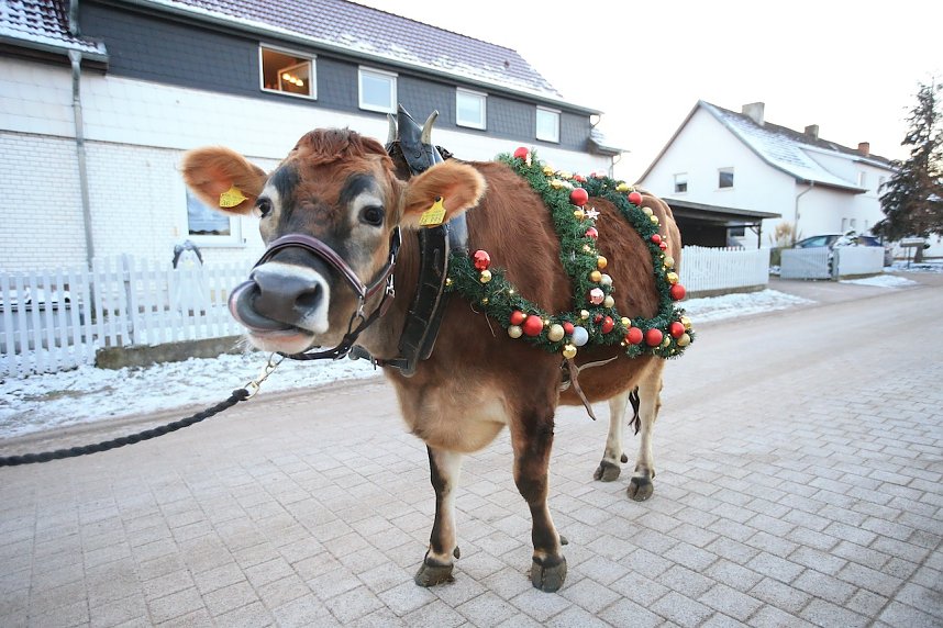 Wenn der Weihnachtsochse�durch die D&ouml;rfer zieht