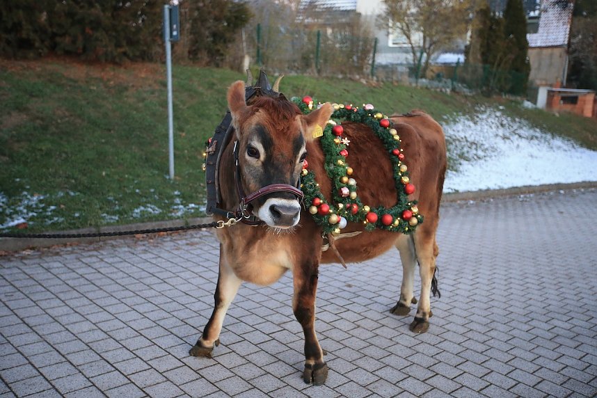 Wenn der Weihnachtsochse�durch die D&ouml;rfer zieht