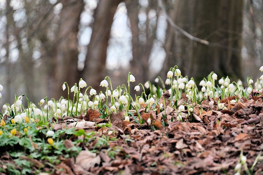 Beobachtungen im Park Hohenrode