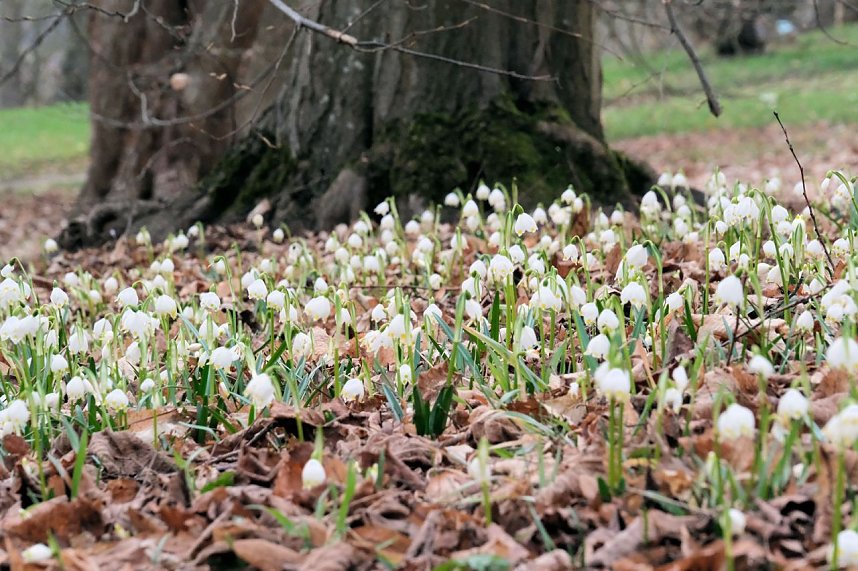 Beobachtungen im Park Hohenrode
