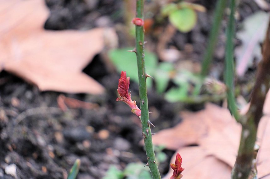 Beobachtungen im Park Hohenrode
