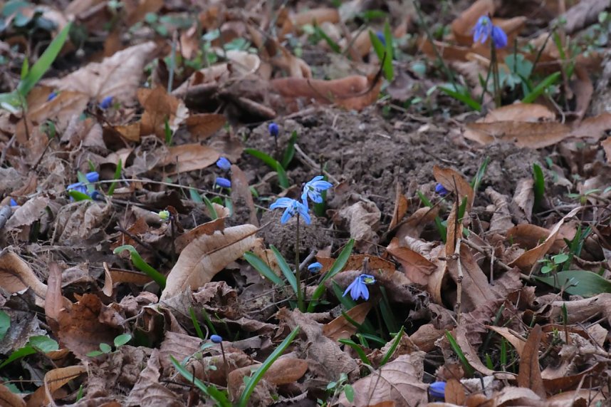 Beobachtungen im Park Hohenrode