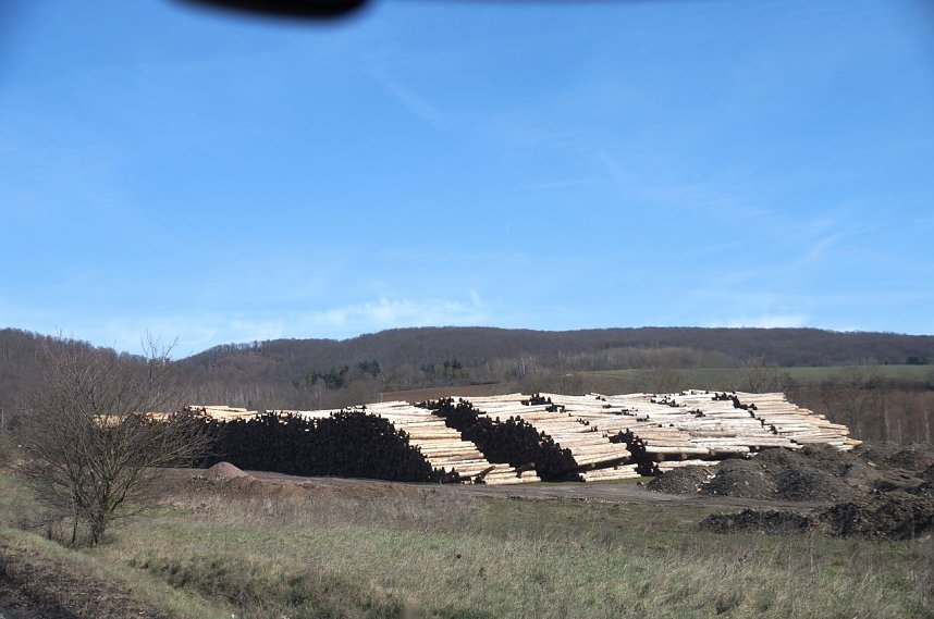 Baumzeit am Josephskreuz