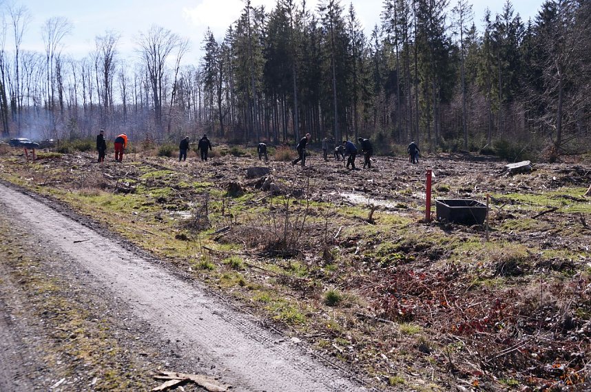 Baumzeit am Josephskreuz