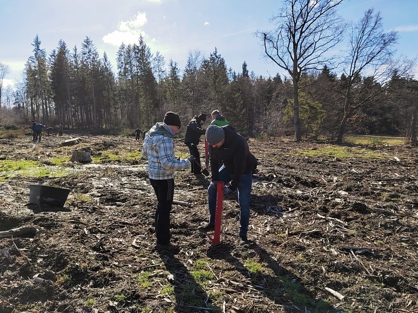 Baumzeit am Josephskreuz
