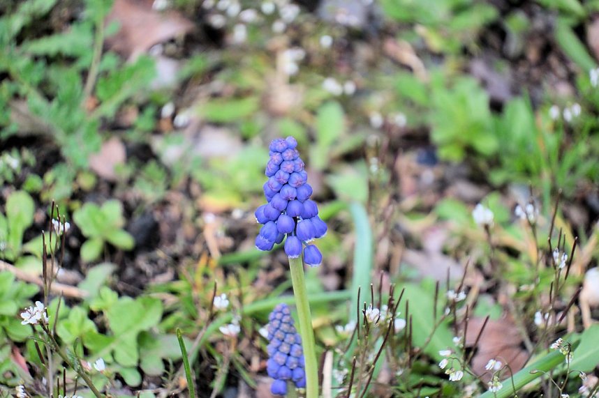 Peter Blei unterwegs auf dem Petersberg