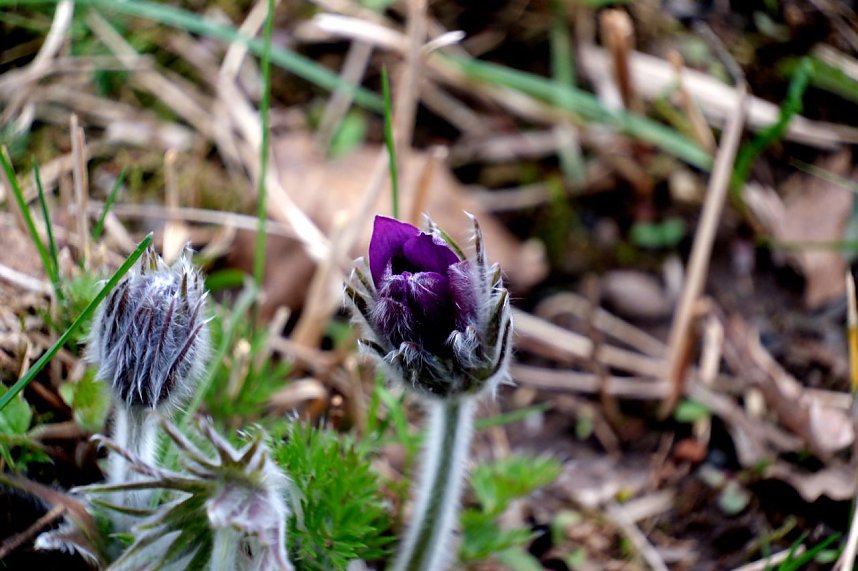 Peter Blei unterwegs auf dem Petersberg