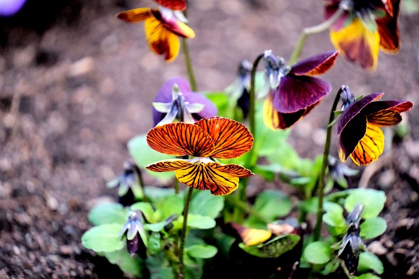 Peter Blei unterwegs auf dem Petersberg